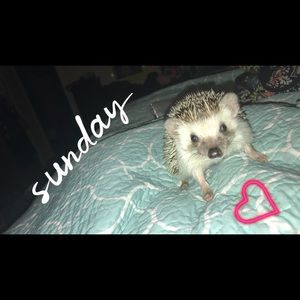 Meet your Posher, Camissa